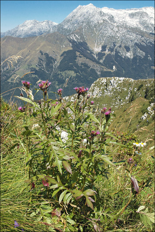 Image de <i>Serratula tinctoria</i> ssp. <i>macrocephala</i>