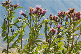 Plancia ëd <i>Serratula tinctoria</i> ssp. <i>macrocephala</i>