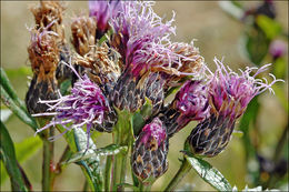 Image de <i>Serratula tinctoria</i> ssp. <i>macrocephala</i>