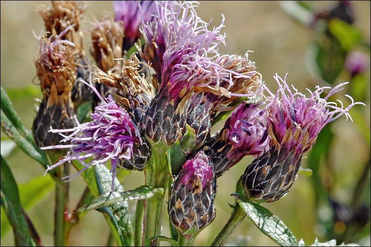 Plancia ëd <i>Serratula tinctoria</i> ssp. <i>macrocephala</i>