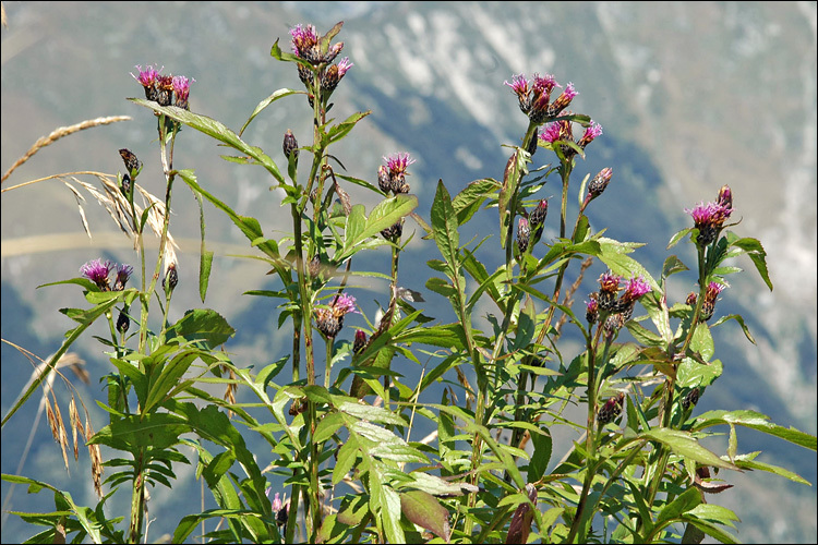 Plancia ëd <i>Serratula tinctoria</i> ssp. <i>macrocephala</i>