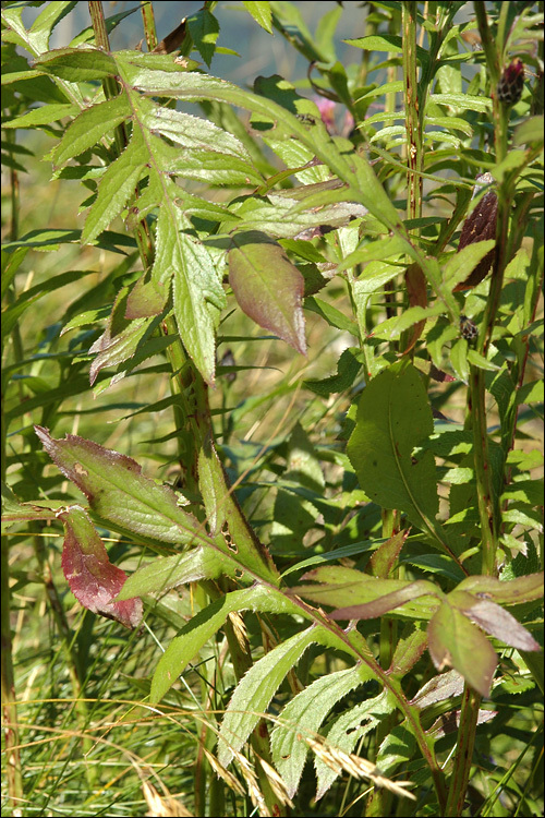 Plancia ëd <i>Serratula tinctoria</i> ssp. <i>macrocephala</i>