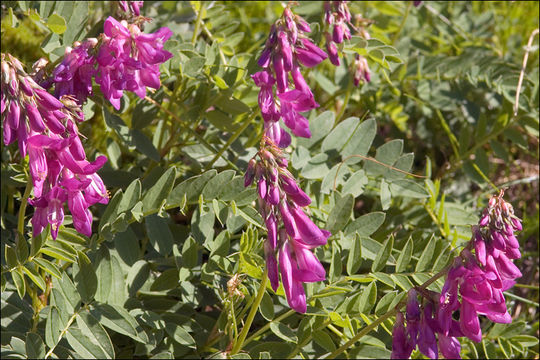 Plancia ëd Hedysarum hedysaroides subsp. exaltatum (A. Kern.) Zertova