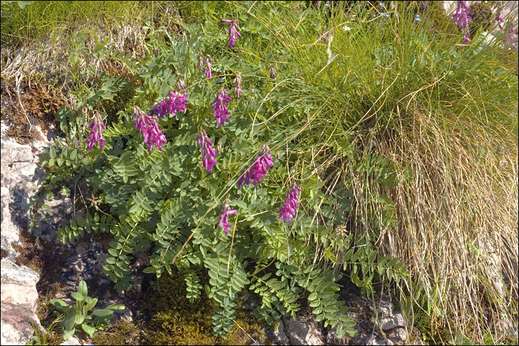 Plancia ëd Hedysarum hedysaroides subsp. exaltatum (A. Kern.) Zertova