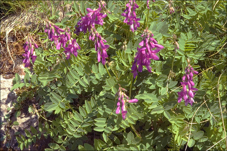 Plancia ëd Hedysarum hedysaroides subsp. exaltatum (A. Kern.) Zertova