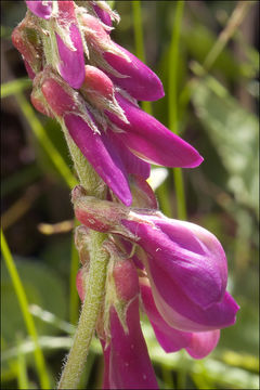 Plancia ëd Hedysarum hedysaroides subsp. exaltatum (A. Kern.) Zertova