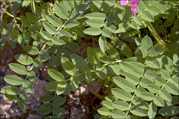 Image of Hedysarum hedysaroides subsp. exaltatum (A. Kern.) Zertova