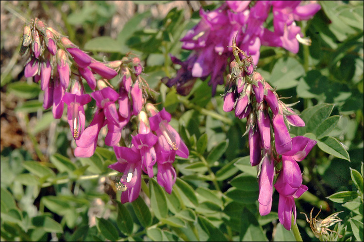 Image of Hedysarum hedysaroides subsp. exaltatum (A. Kern.) Zertova