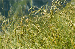 Image of Festuca calva (Hack.) K. Richt.