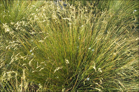 Image of Festuca calva (Hack.) K. Richt.