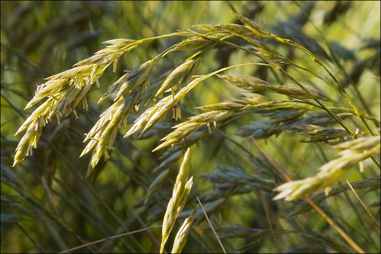 Image of Festuca calva (Hack.) K. Richt.