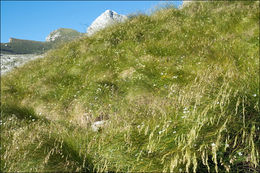 Image of Festuca calva (Hack.) K. Richt.