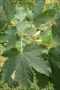 Imagem de Acer pseudoplatanus L.