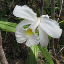 Imagem de Sobralia liliastrum Lindl.