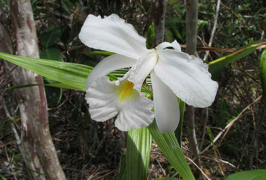 صورة Sobralia liliastrum Lindl.