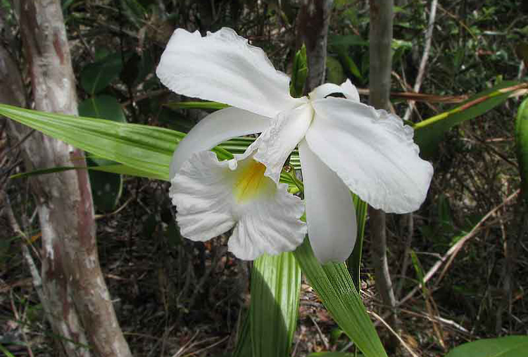 Sobralia liliastrum Lindl.的圖片