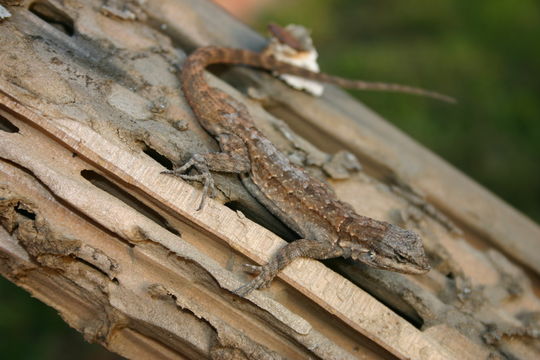 Urosaurus ornatus (Baird & Girard 1852) resmi