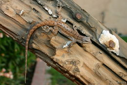 Image of Ornate Tree Lizard