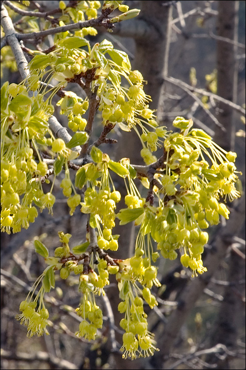 Image of Montpellier Maple