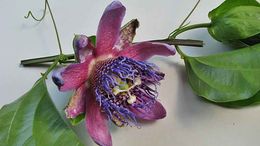 Image of passionflower