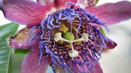 Image of passionflower