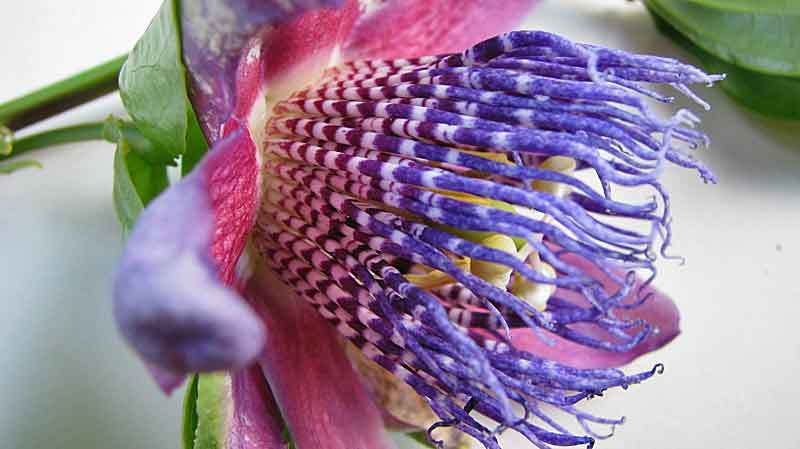 Plancia ëd Passiflora alata Curtis