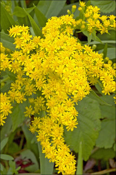 Image of giant goldenrod