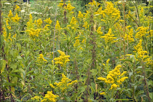 Image of giant goldenrod