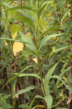 Image of giant goldenrod