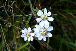 Image of Sneezeweed