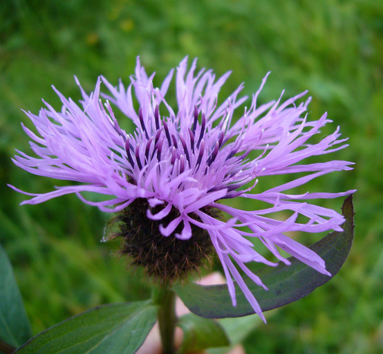 Centaurea scabiosa (rights holder: 2007 Zoya Akulova)