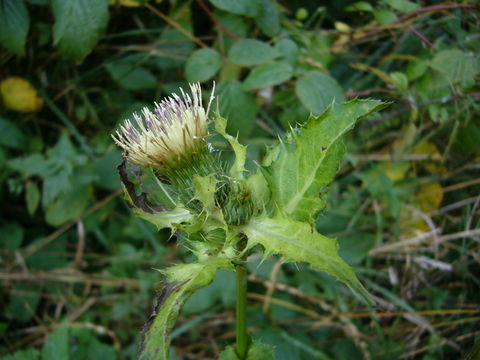 Image of Cabbage Thistle