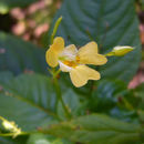Image of Impatiens parviflora DC.