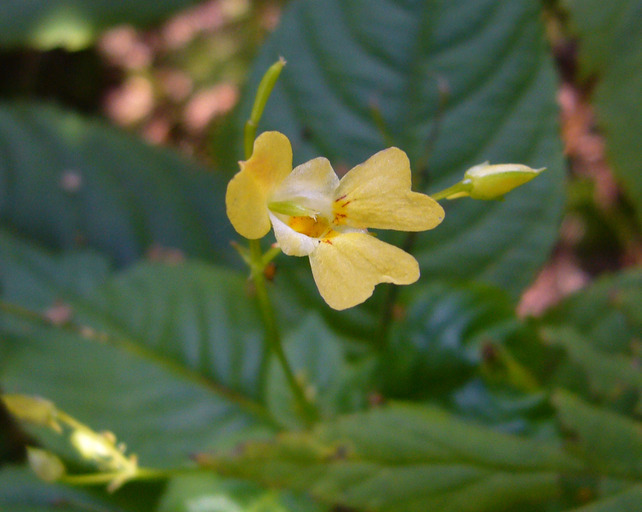 Image of Small Balsam