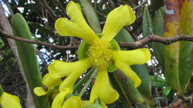 Image of Davilla sessilifolia Fraga