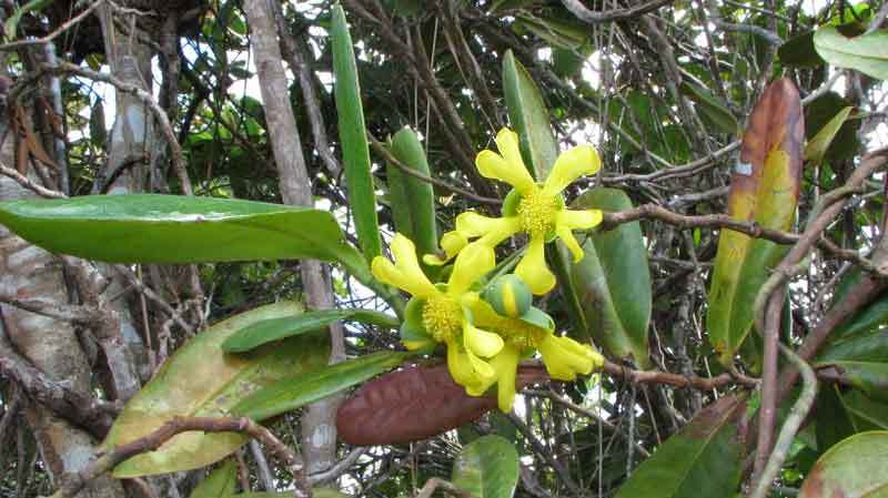 Image of Davilla sessilifolia Fraga