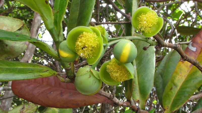 Image of Davilla sessilifolia Fraga