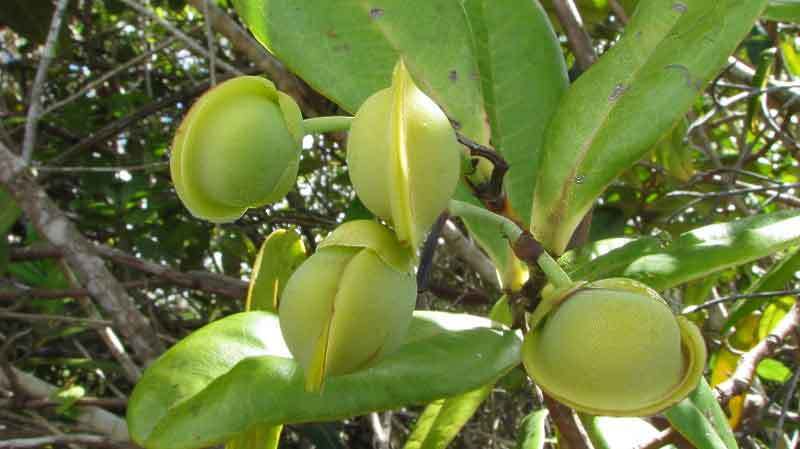 Image of Davilla sessilifolia Fraga