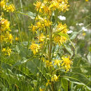 Solidago virgaurea subsp. minuta (L.) Arcangeli的圖片