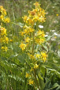 Solidago virgaurea subsp. minuta (L.) Arcangeli的圖片