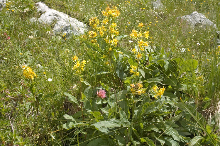 Image of Solidago virgaurea subsp. minuta (L.) Arcangeli
