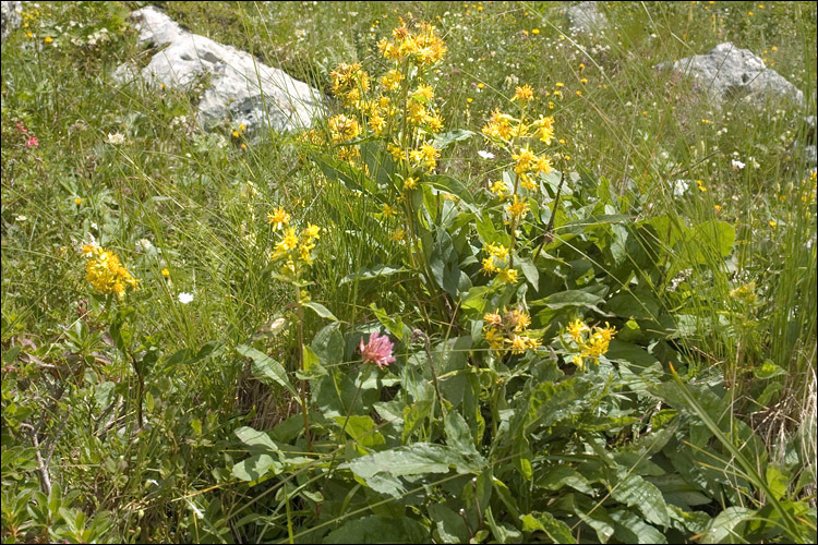 Plancia ëd Solidago virgaurea subsp. minuta (L.) Arcangeli