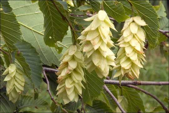 Image of European Hop-hornbeam