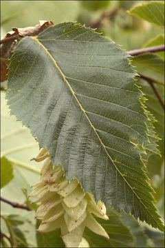 Image of European Hop-hornbeam