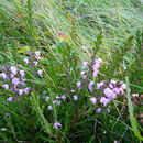 Image of Calluna vulgaris (L.) Hull