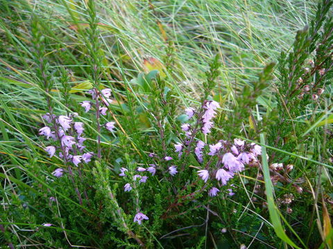 Image of Heather