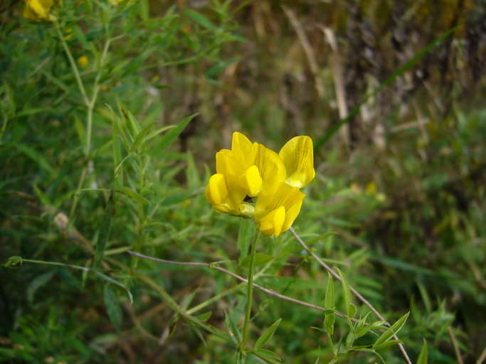 Image of meadow pea