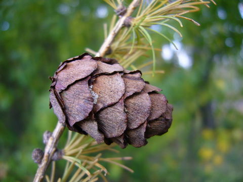 Image of Siberian Larch