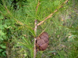 Image of Siberian Larch