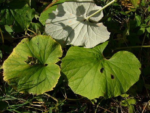 Plancia ëd Tussilago farfara L.